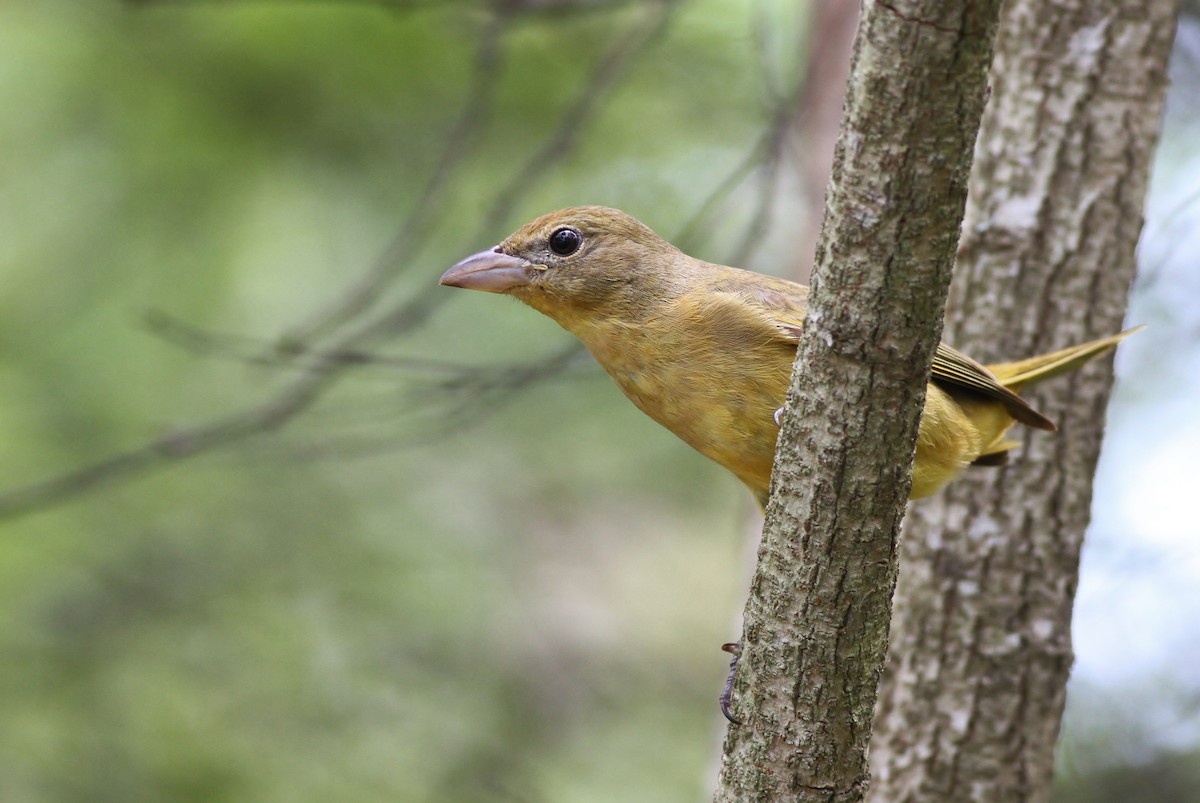 Summer Tanager - ML27618631