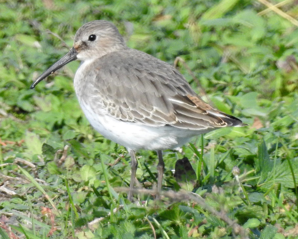 Dunlin - shelley seidman