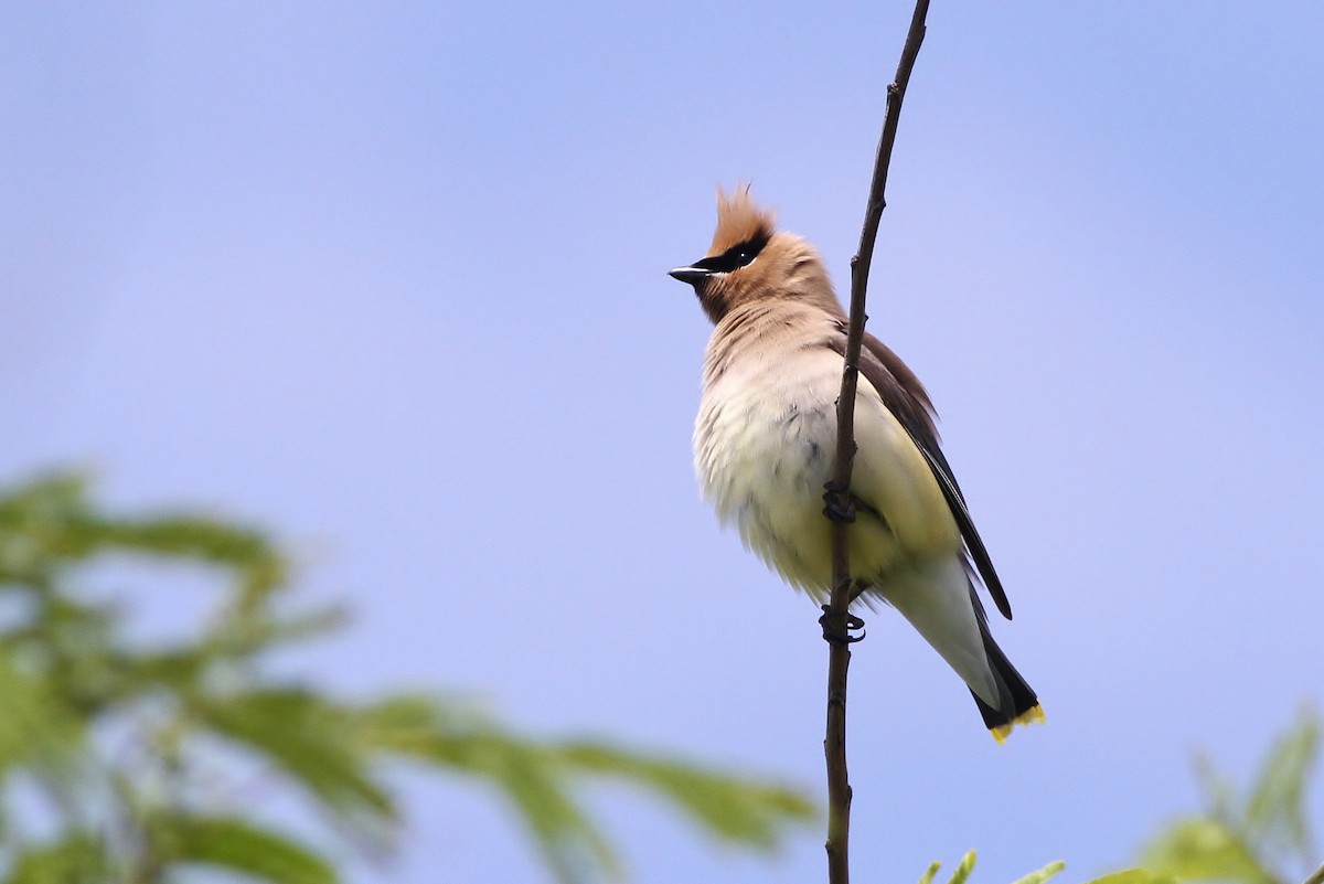 Cedar Waxwing - Alex Lamoreaux