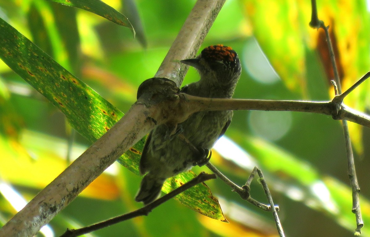 Fine-barred Piculet - ML27618701