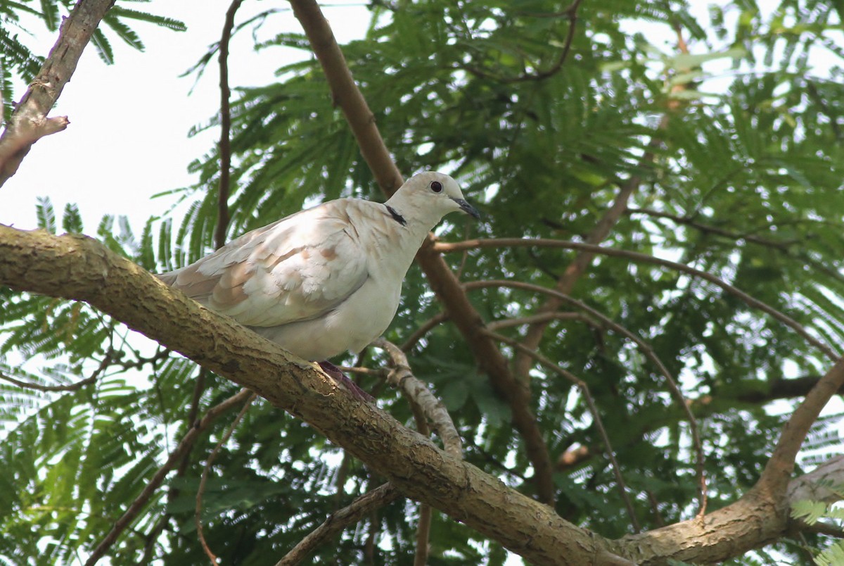 Eurasian Collared-Dove - ML27618771