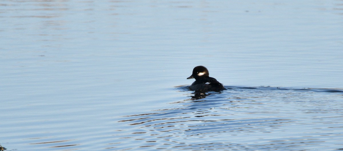 Bufflehead - ML276188151