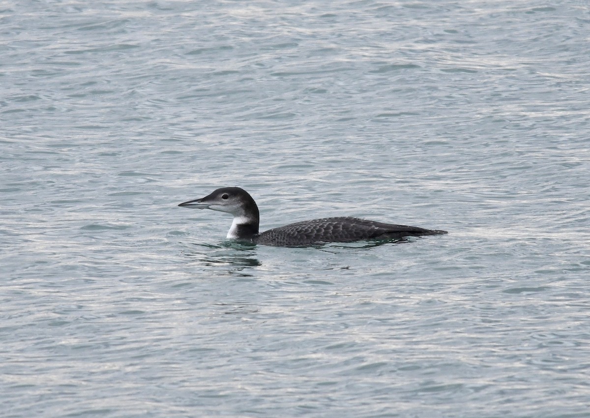 Common Loon - ML276188371