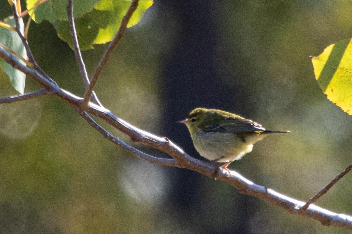 Tennessee Warbler - ML276188771