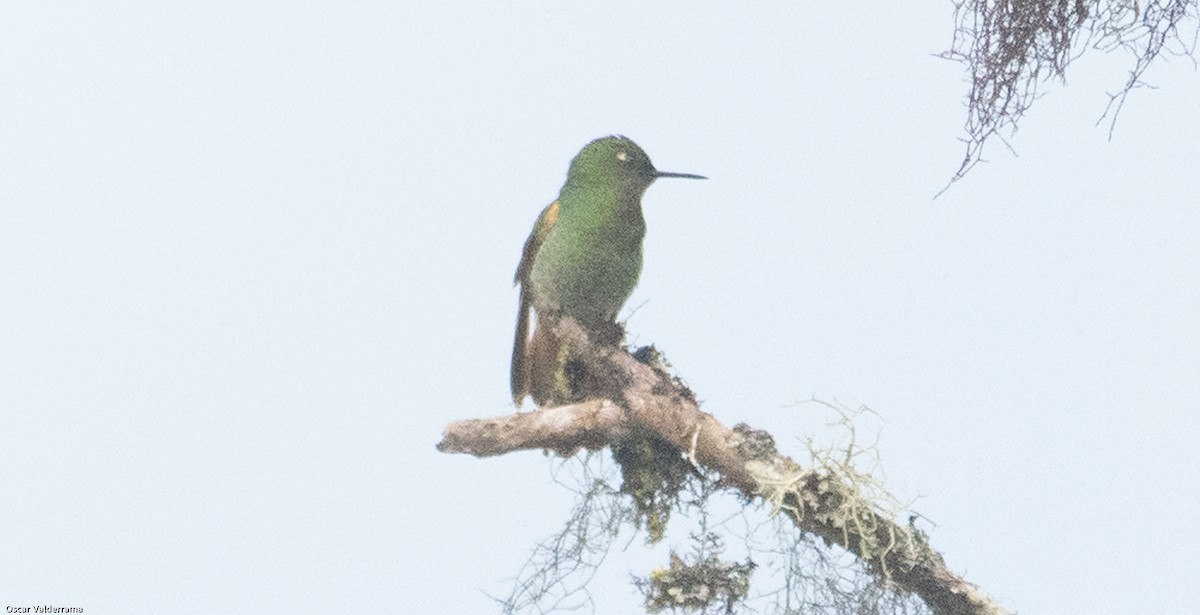 Buff-tailed Coronet - ML276190211