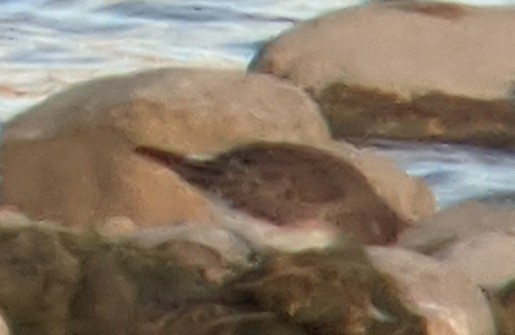 White-rumped Sandpiper - ML276190681