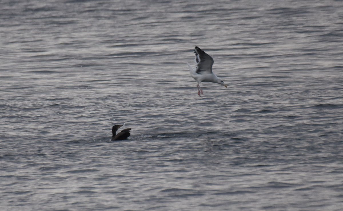 Great Black-backed Gull - ML276191151
