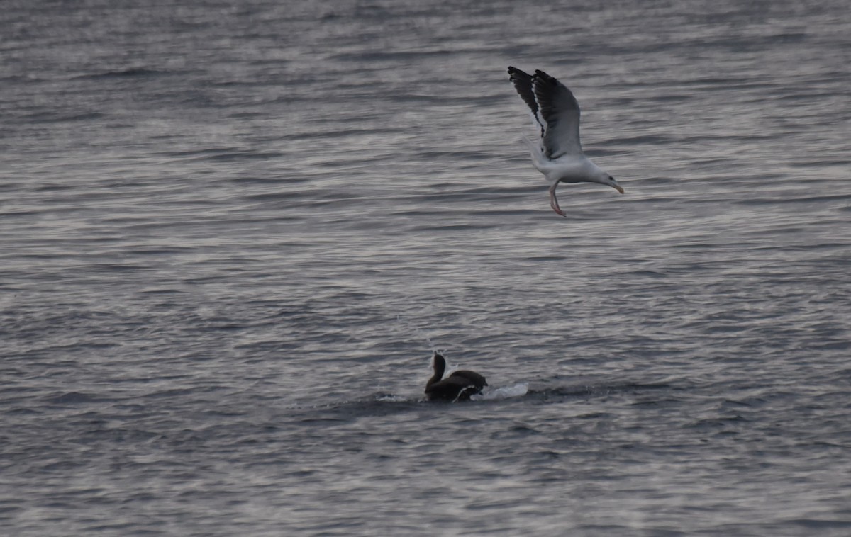 Great Black-backed Gull - ML276191161