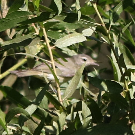 Vireo Gorjeador - ML276191841