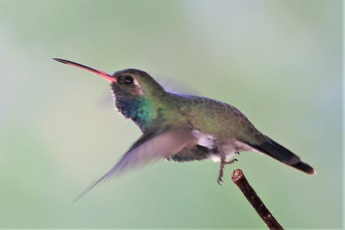 Broad-billed Hummingbird - ML276192131