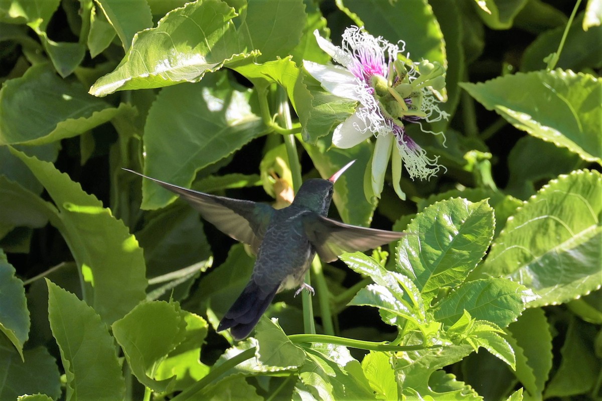 Broad-billed Hummingbird - ML276192211