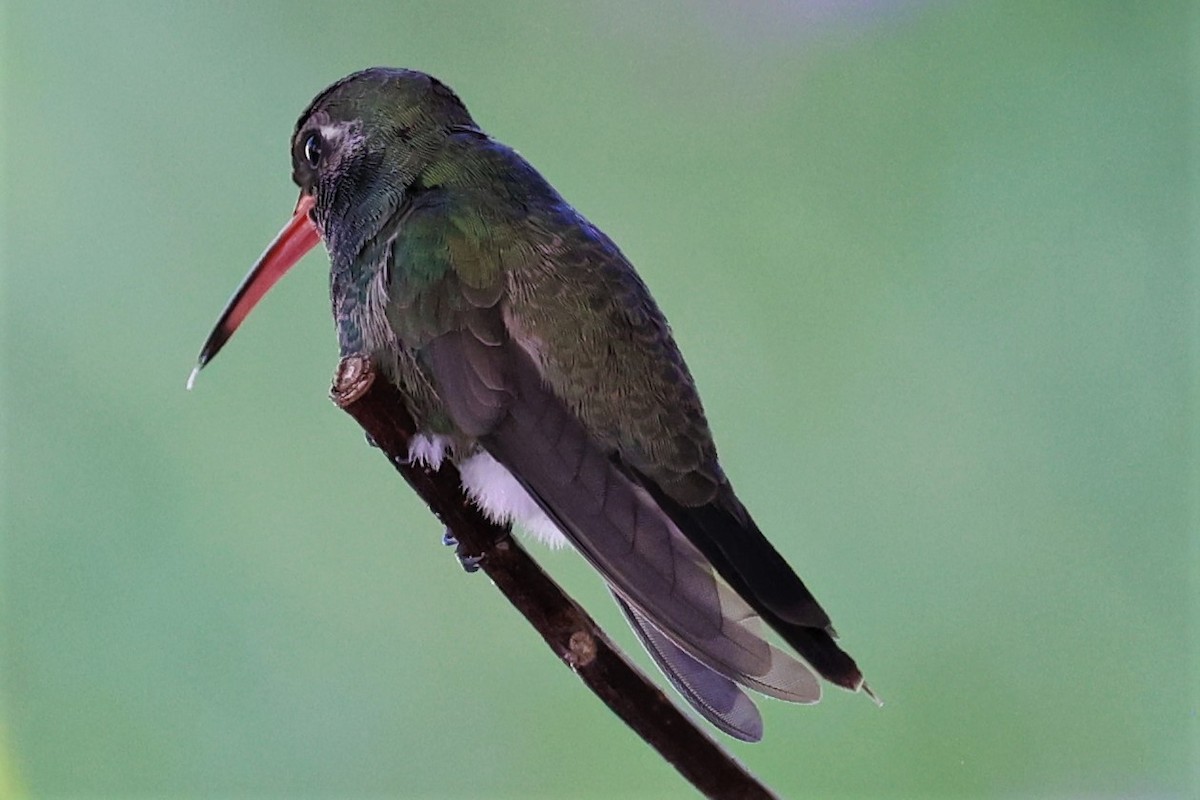 Broad-billed Hummingbird - ML276192481