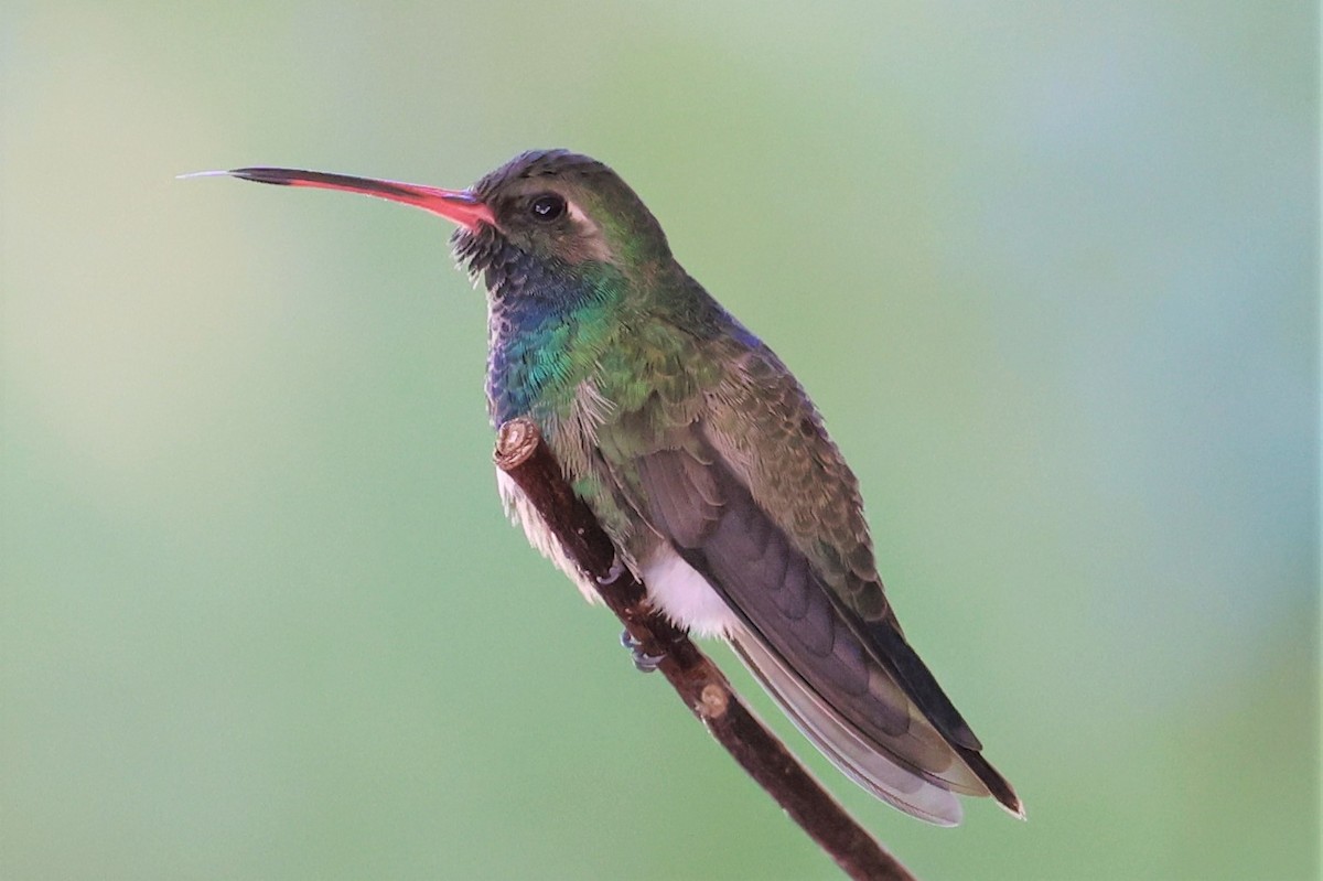 Broad-billed Hummingbird - ML276192571