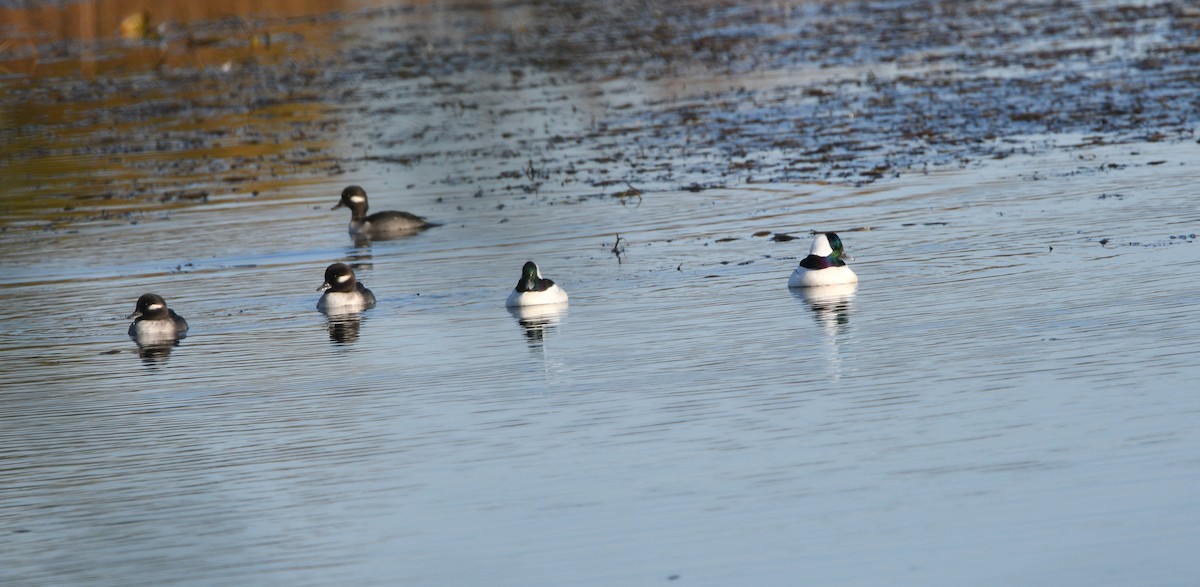 Bufflehead - ML276193091