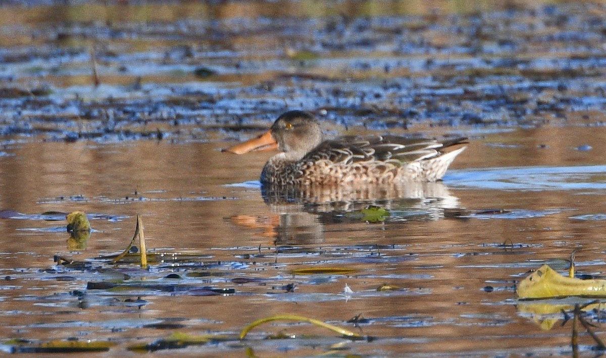 Northern Shoveler - Glenda Jones