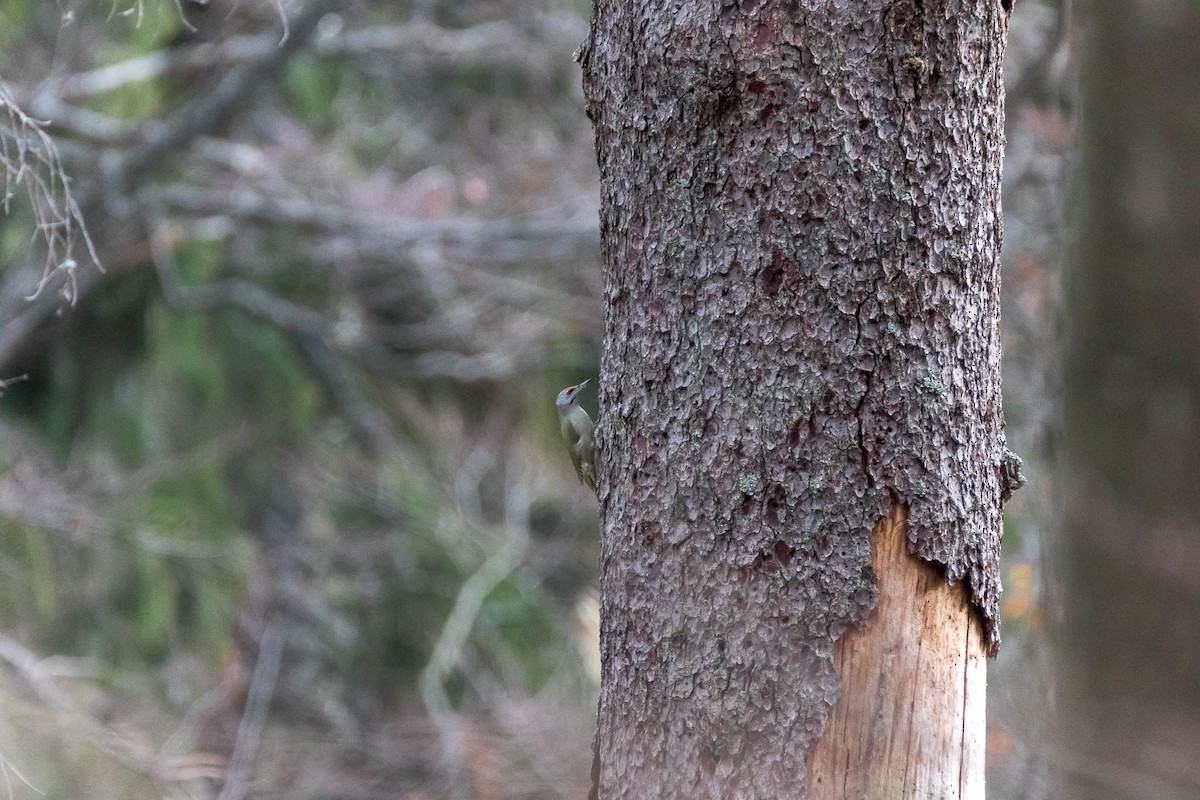 Gray-headed Woodpecker - ML276193681