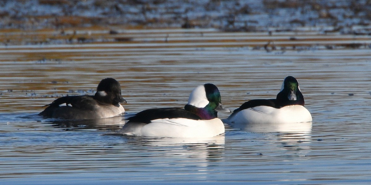 Bufflehead - ML276193701