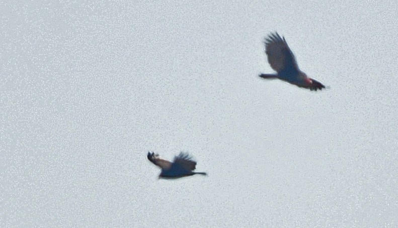 Turkey Vulture - ML276193711