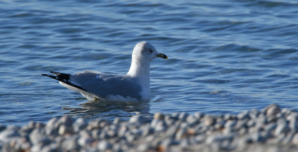 Ring-billed Gull - ML276193731