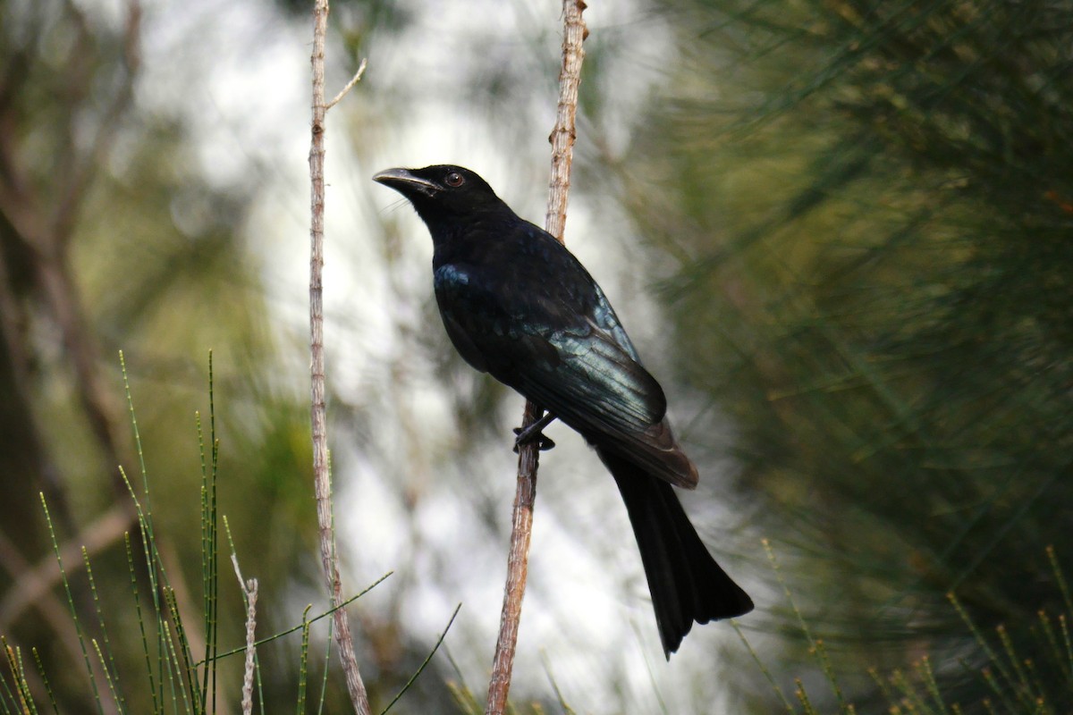 Spangled Drongo - Jenny Stiles