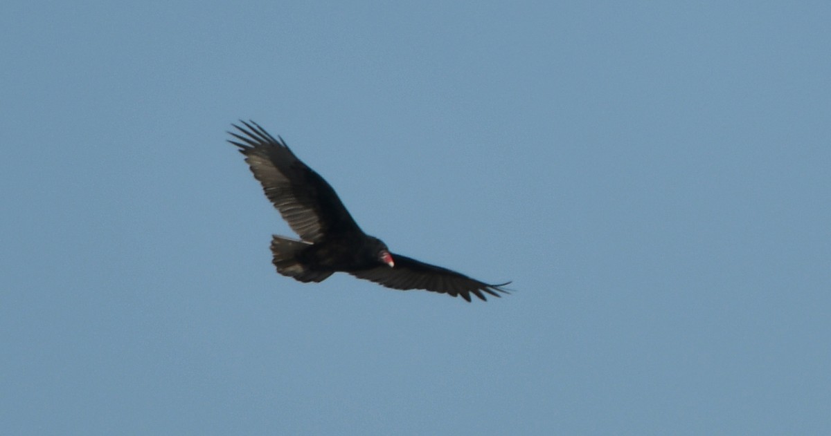 Turkey Vulture - ML276194631