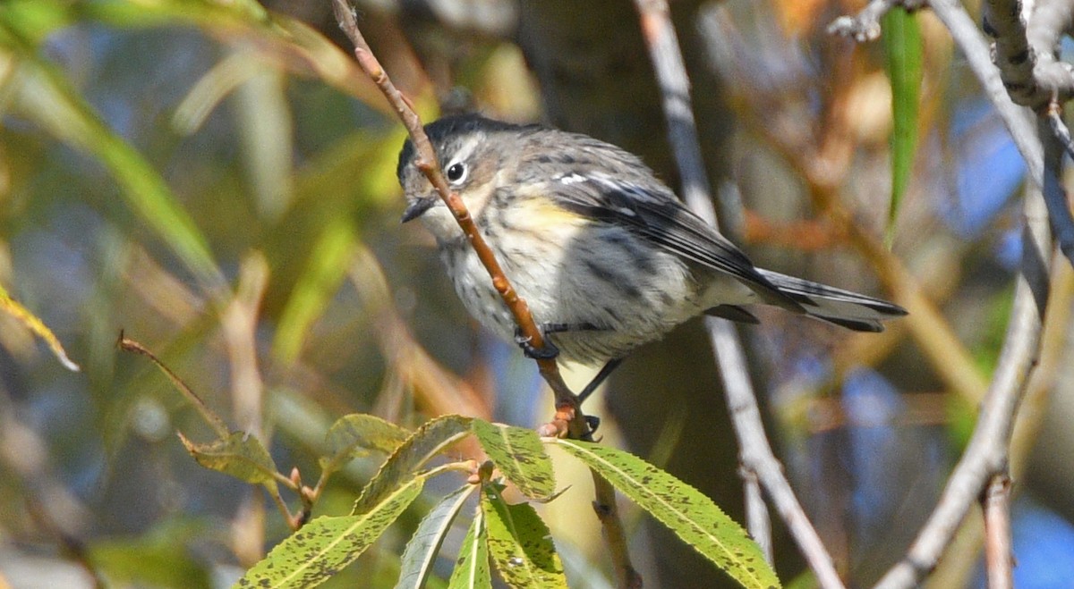 Yellow-rumped Warbler - ML276194741