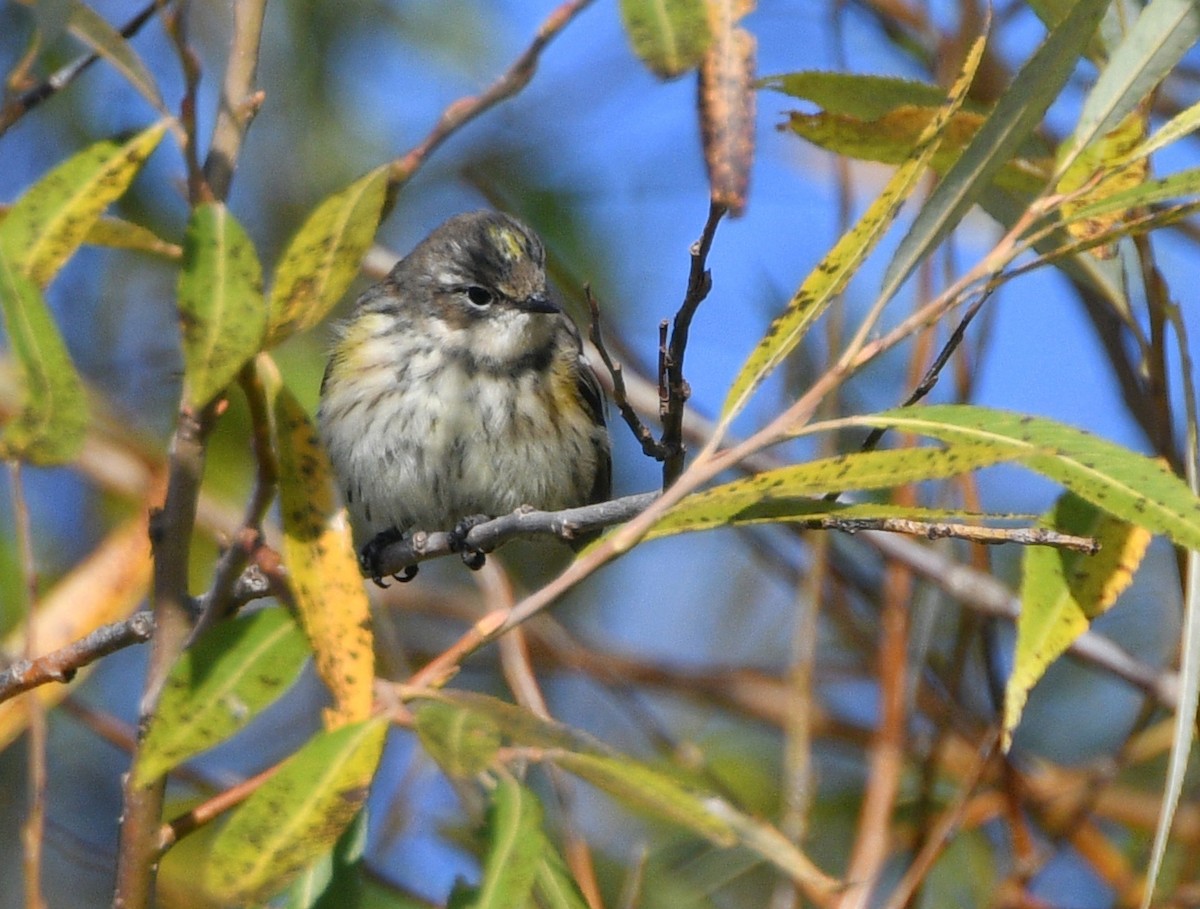 Yellow-rumped Warbler - ML276194751