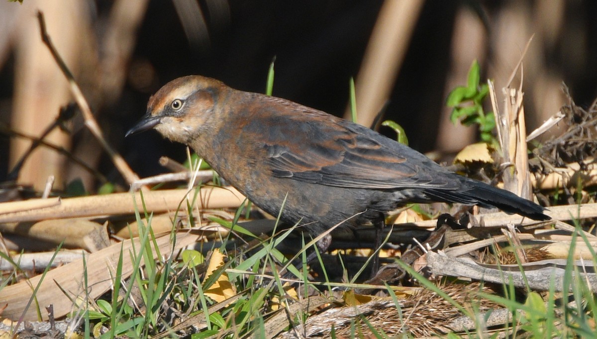 Rusty Blackbird - ML276194781