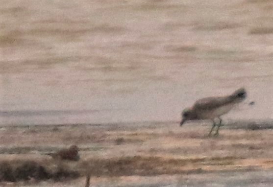 Black-bellied Plover - ML276196531