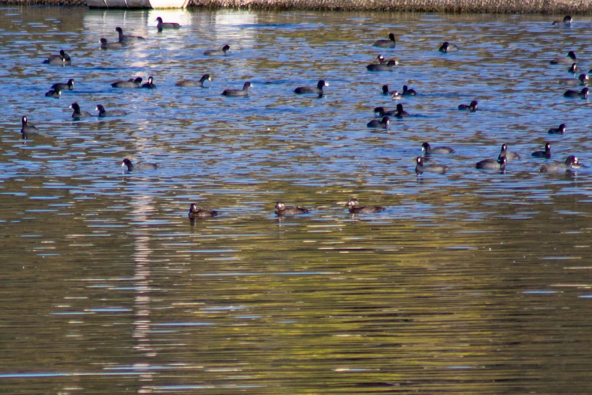 Yamalı Ördek - ML276198401