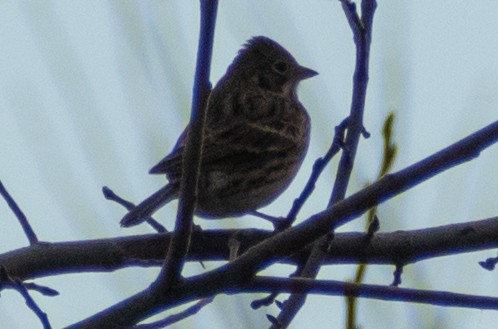 Vesper Sparrow - ML276198631