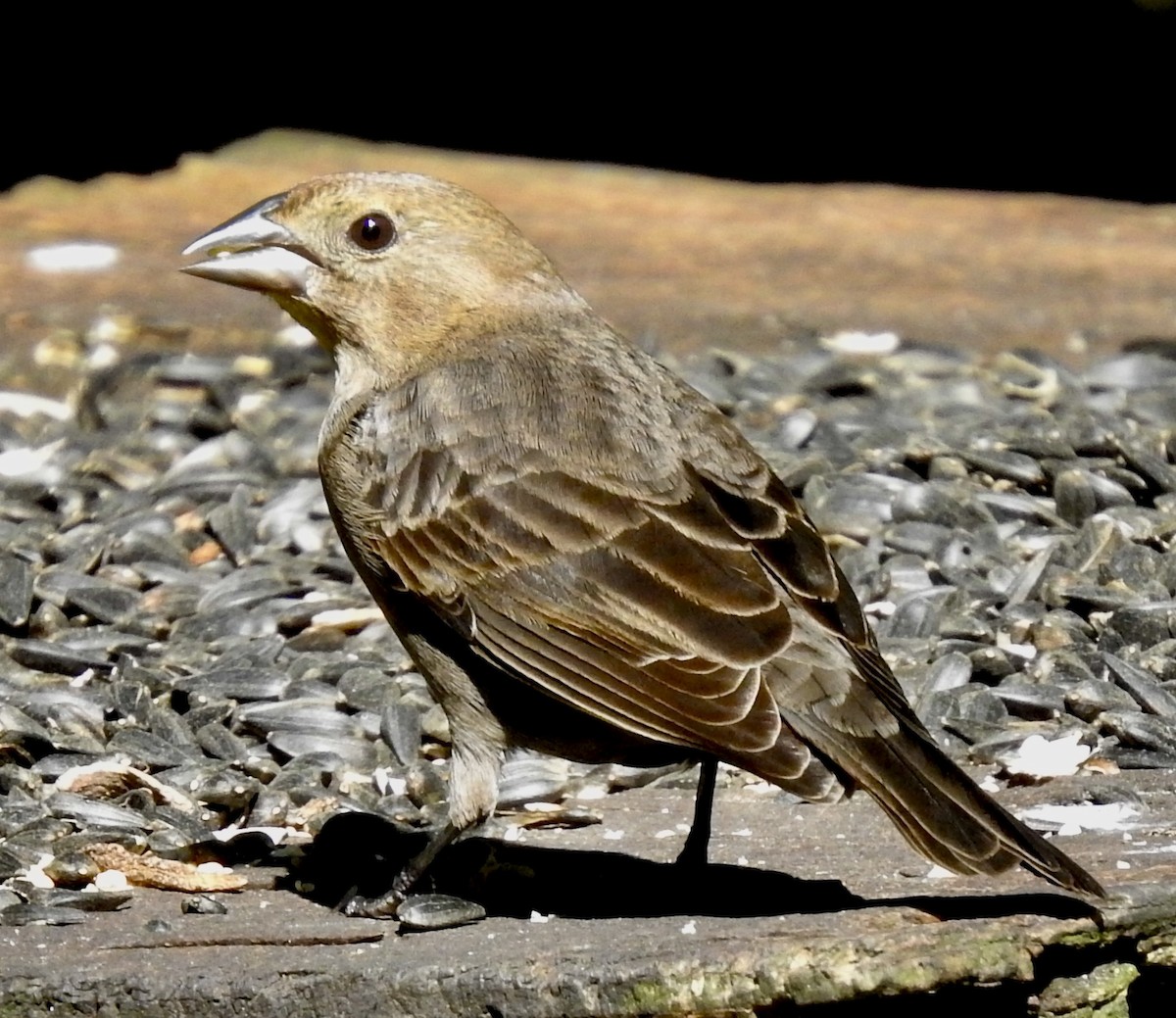 Brown-headed Cowbird - Van Remsen
