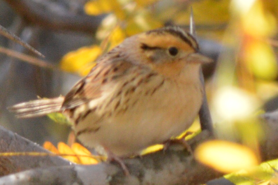 LeConte's Sparrow - ML27619931