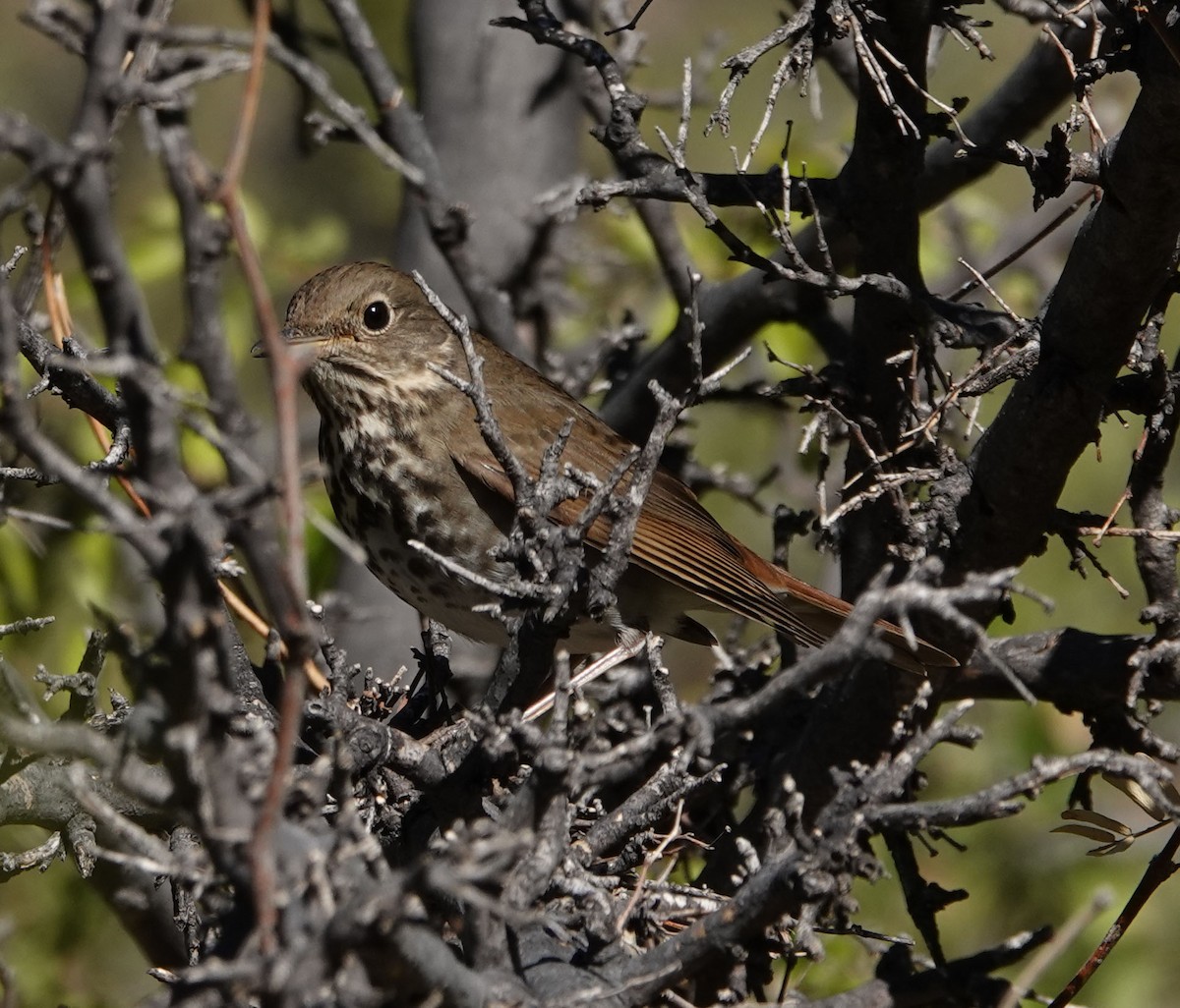 Hermit Thrush - ML276199541