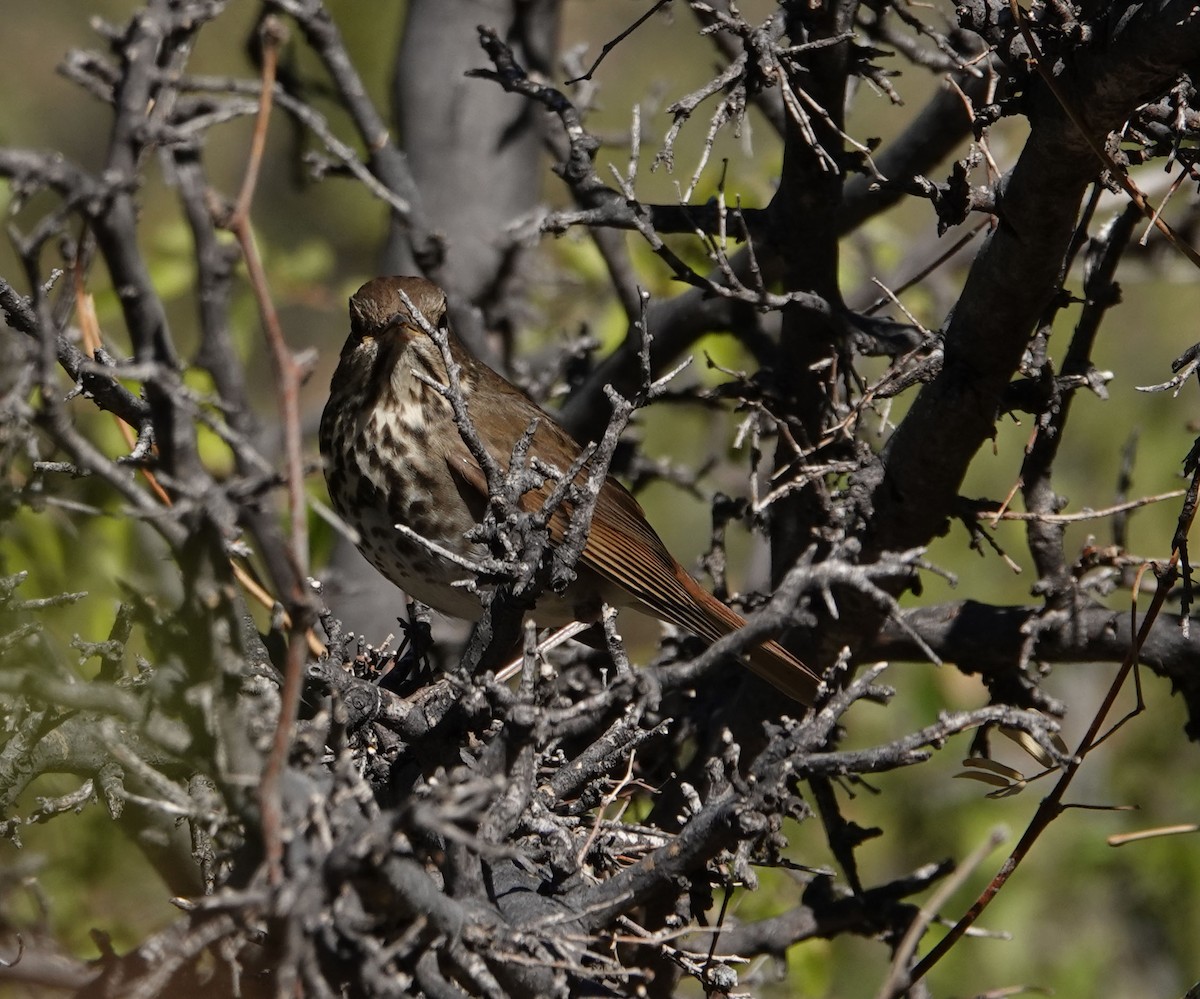 Hermit Thrush - ML276199571