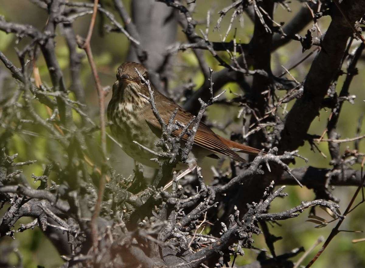 Hermit Thrush - ML276199581