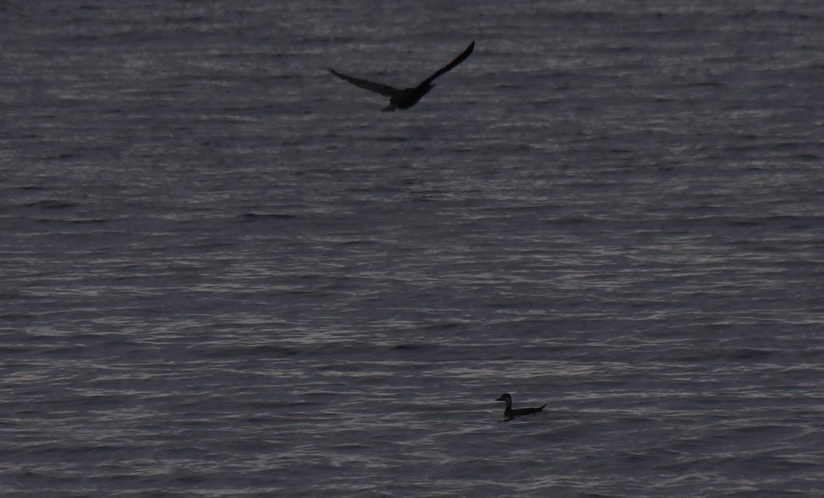 Black Scoter - ML276199961