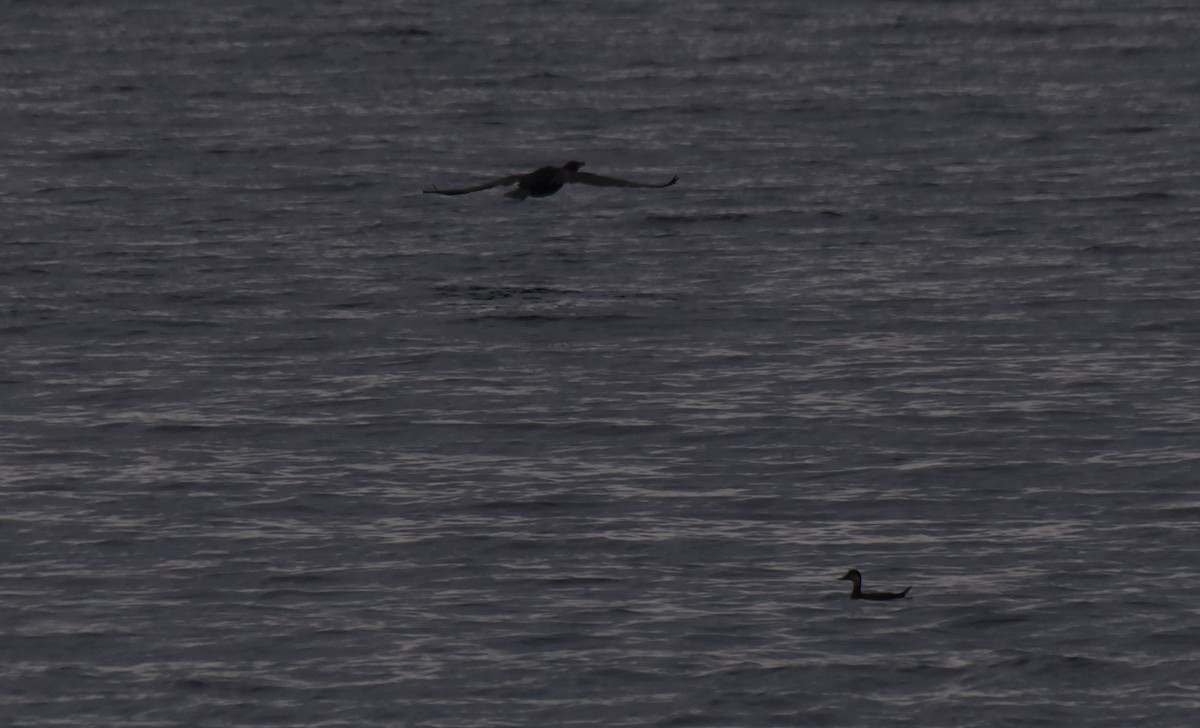 Black Scoter - ML276199971