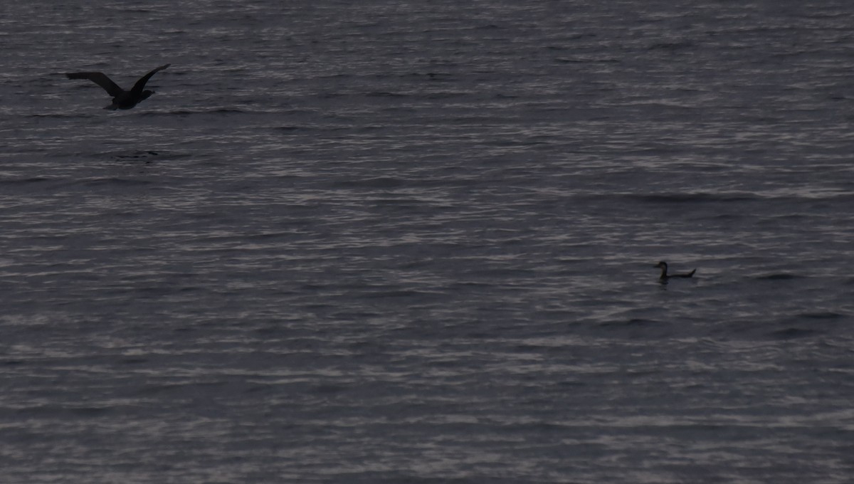 Black Scoter - ML276199991