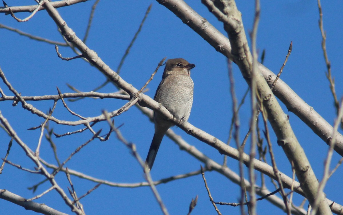 Northern Shrike - ML276200161