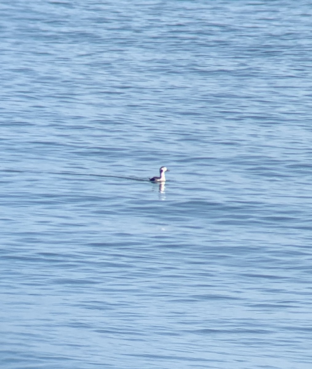 Long-tailed Duck - ML276200401