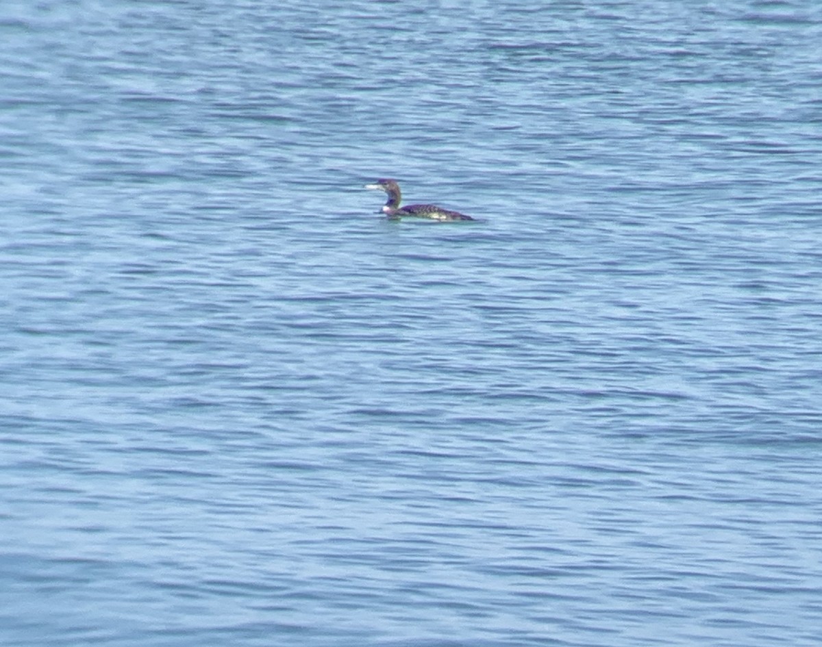 Common Loon - ML276200551