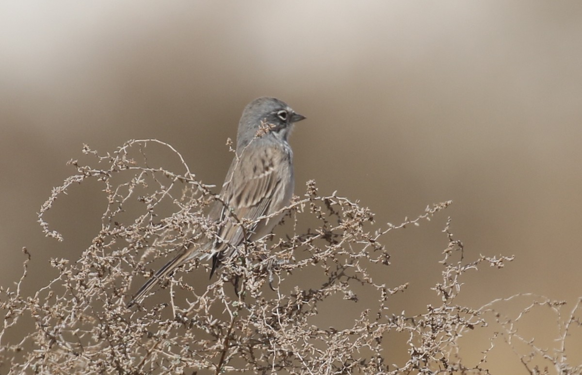 Bell's Sparrow (canescens) - Matthew Grube