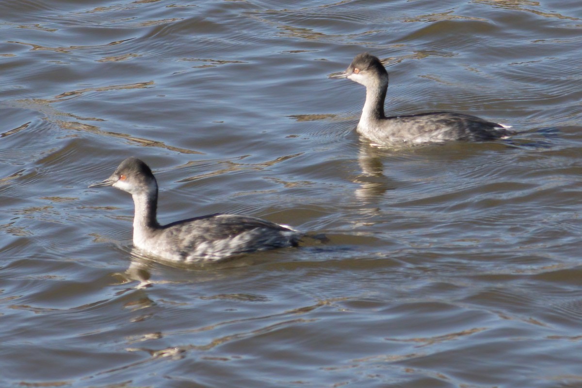 Eared Grebe - ML276201171