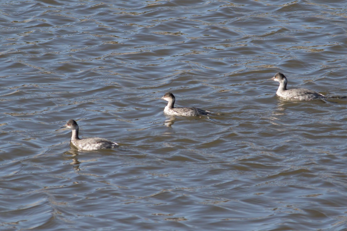 Eared Grebe - ML276201191