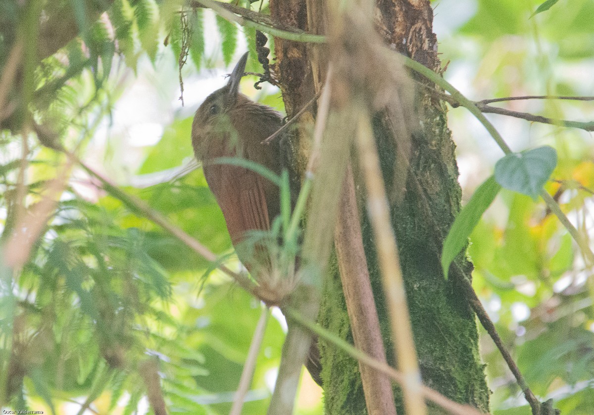 Tyrannine Woodcreeper - ML276202161
