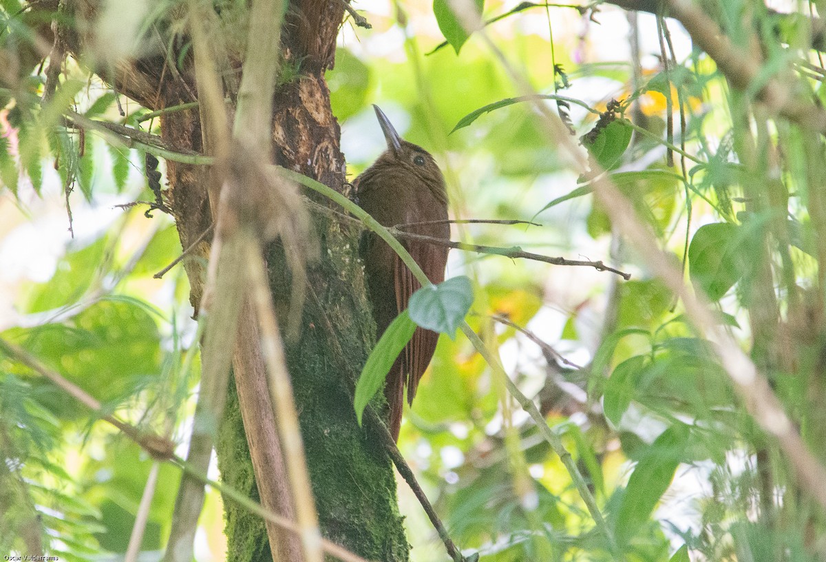 Tyrannine Woodcreeper - ML276202171