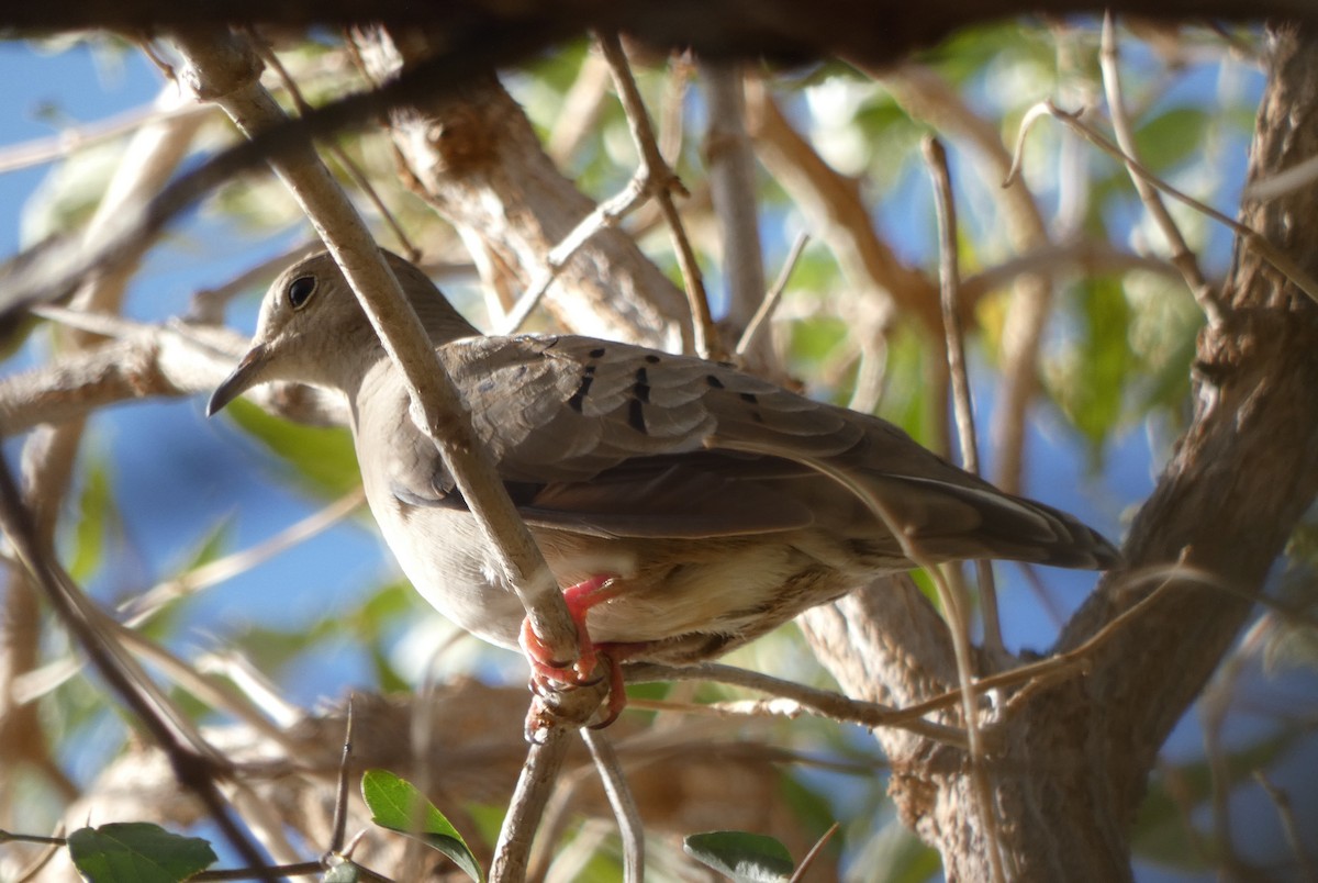 Ruddy Ground Dove - ML276202361