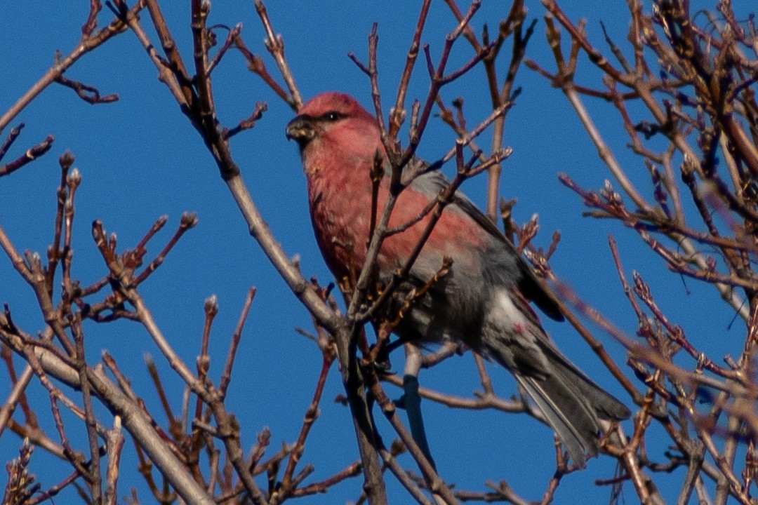 Pine Grosbeak - ML276202851