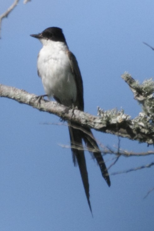 Fork-tailed Flycatcher - ML27620351